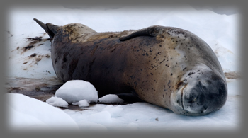 Lopard de mer / Hydrurga leptonyx / Leopard Seal