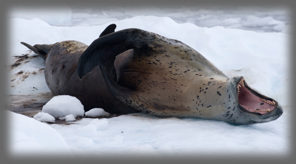 Lopard de mer / Hydrurga leptonyx / Leopard Seal