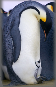 Manchot empereur / Aptenodytes forsteri / Emperor Penguin