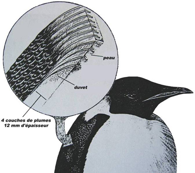 Structure du plumage du Manchot empereur
