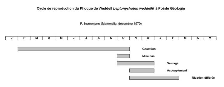 Cycle de reproduction du Phoque de Weddell