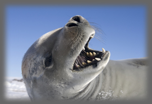 Phoque crabier / Lobodon carcinophaga /Crabeater Seal
