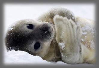 Phoque de Weddell / Leptonychotes weddellii / Weddell Seal