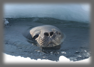 Phoque de Weddell / Leptonychotes weddellii / Weddell Seal
